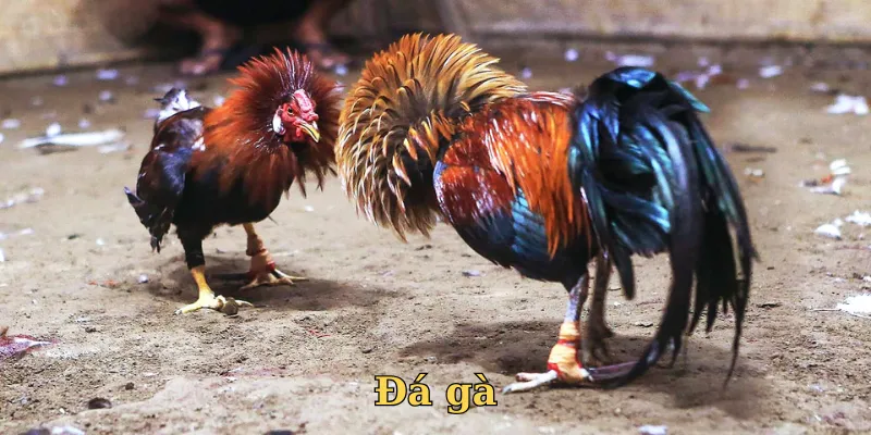 Cuộc chiến của những hùng kê