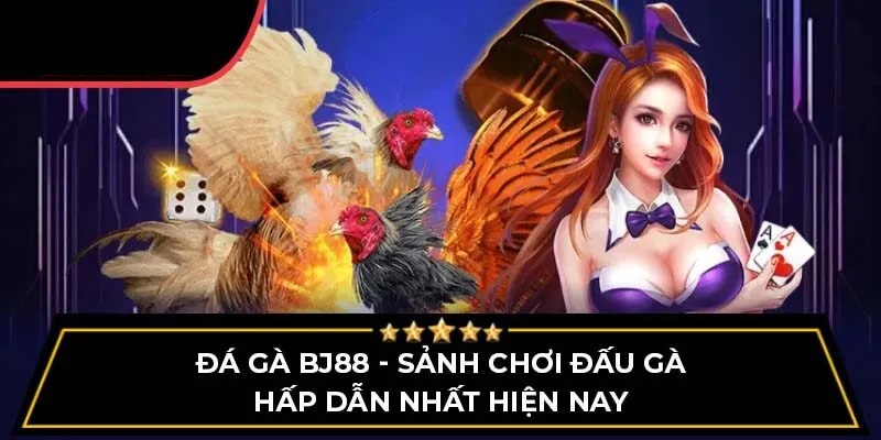 Đá gà BJ88 - Trải nghiệm đỉnh cao cho người yêu thích đá gà 