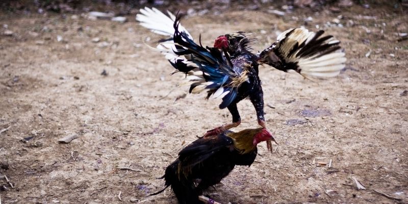 Kinh nghiệm chơi đá gà BJ88 từ cao thủ