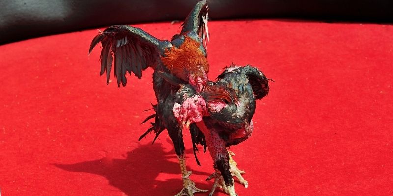 Đá gà BJ88 có gì đặc biệt?