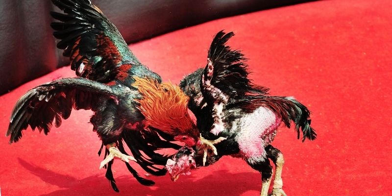 Cách nuôi và huấn luyện gà đá